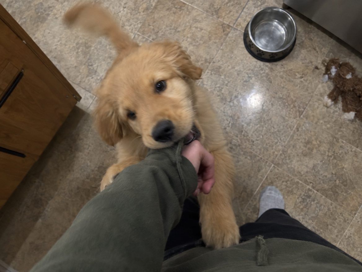 A golden retriever puppy gnawing on its owner’s hand and sleeve on a kitchen floor